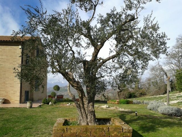 Belleggia olivo